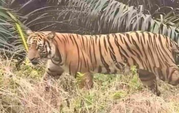 Harimau Sumatera Muncul di Kebun Warga Muba, Resahkan Petani Plakat Tinggi