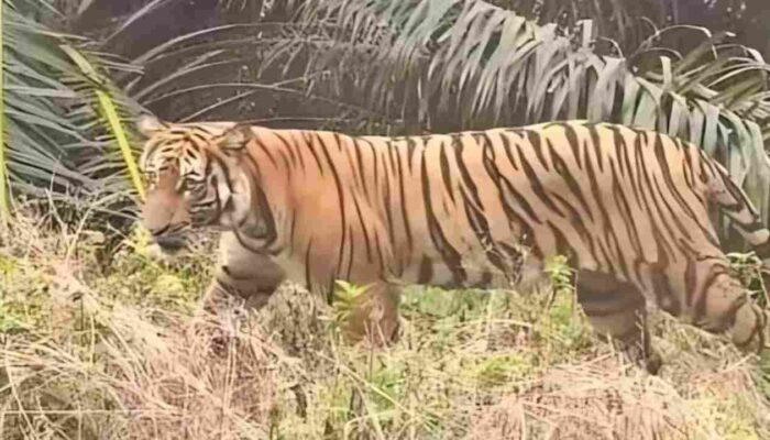 Harimau Sumatera Muncul di Kebun Warga Muba, Resahkan Petani Plakat Tinggi