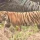 Harimau Sumatera Muncul di Kebun Warga Muba, Resahkan Petani Plakat Tinggi
