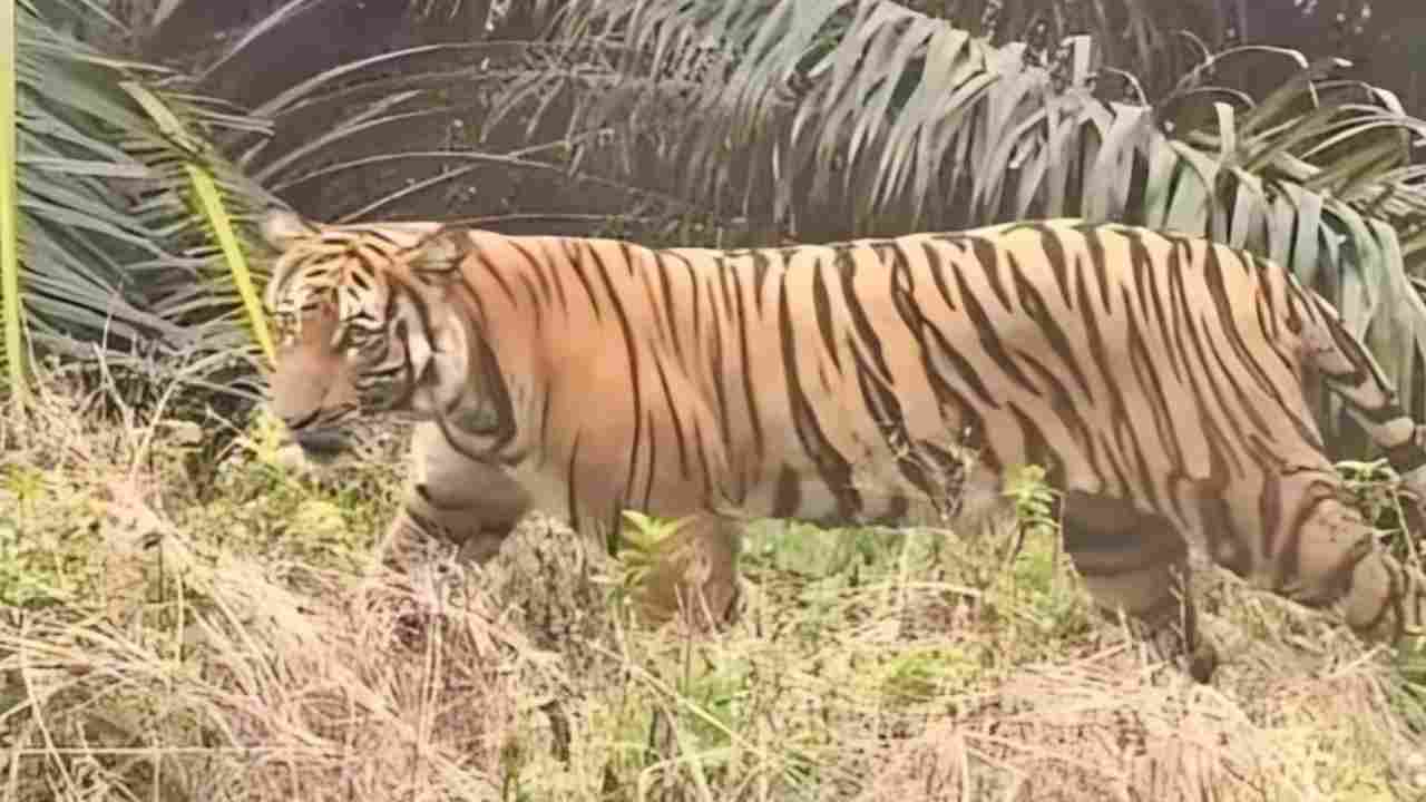 Harimau Sumatera Muncul di Kebun Warga Muba, Resahkan Petani Plakat Tinggi