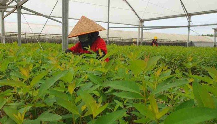 Mengubah Momok Menjadi Model, Kisah PT BAP Wujudkan Lahan Gambut OKI Jadi Benteng Anti-Karhutla dan Pusat Keanekaragaman Hayati