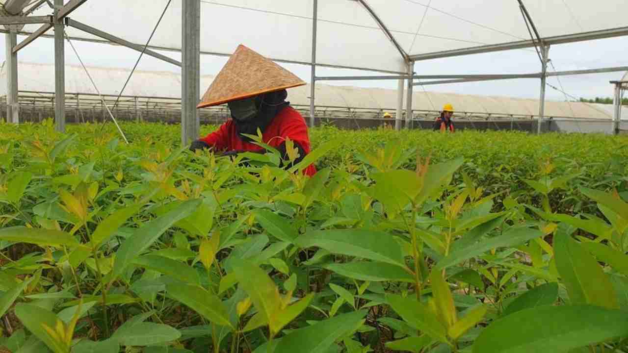 Mengubah Momok Menjadi Model: Kisah PT BAP Wujudkan Lahan Gambut OKI Jadi Benteng Anti-Karhutla dan Pusat Keanekaragaman Hayati