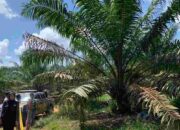 Misteri Pembunuhan Ganda di Solok Selatan Terkuak: Dua Wanita Tewas di Bawah Sawit, Pelaku Ditangkap saat Kabur ke Padang