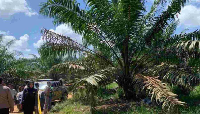 Misteri Pembunuhan Ganda di Solok Selatan Terkuak: Dua Wanita Tewas di Bawah Sawit, Pelaku Ditangkap saat Kabur ke Padang