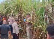 Misteri Pembunuhan Wanita Hamil di Kebun Tebu Ogan Ilir: Mita Rosnita Tewas Mengenaskan, Polisi Periksa 22 Saksi, Suami Korban Menanti Keadilan