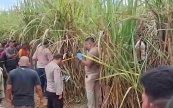 Misteri Pembunuhan Wanita Hamil di Kebun Tebu Ogan Ilir: Mita Rosnita Tewas Mengenaskan, Polisi Periksa 22 Saksi, Suami Korban Menanti Keadilan