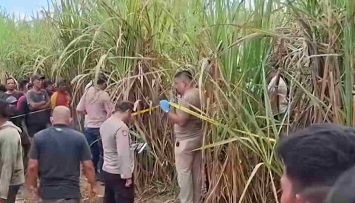 Misteri Pembunuhan Wanita Hamil di Kebun Tebu Ogan Ilir: Mita Rosnita Tewas Mengenaskan, Polisi Periksa 22 Saksi, Suami Korban Menanti Keadilan