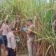 Misteri Pembunuhan Wanita Hamil di Kebun Tebu Ogan Ilir: Mita Rosnita Tewas Mengenaskan, Polisi Periksa 22 Saksi, Suami Korban Menanti Keadilan