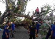 Pohon Besar Tumbang Tutupi Jalan Muchtar Saleh Kayuagung, Rusak Kabel dan Ganggu Akses Utama