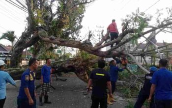 Pohon Besar Tumbang Tutupi Jalan Muchtar Saleh Kayuagung, Rusak Kabel dan Ganggu Akses Utama