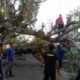 Pohon Besar Tumbang Tutupi Jalan Muchtar Saleh Kayuagung, Rusak Kabel dan Ganggu Akses Utama