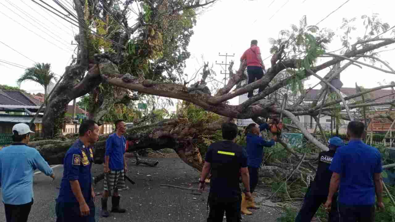 Pohon Besar Tumbang Tutupi Jalan Muchtar Saleh Kayuagung, Rusak Kabel dan Ganggu Akses Utama