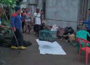 Ular Kobra Sepanjang 4 Meter Gegerkan Warga Kayuagung OKI, Mangsa Ayam Ternak