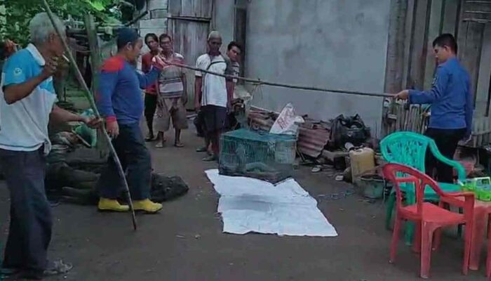 Ular Kobra Sepanjang 4 Meter Gegerkan Warga Kayuagung OKI, Mangsa Ayam Ternak