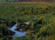 Diterjang Angin Kencang, Ratusan Hektare Sawah di OKU Timur Terancam Gagal Panen
