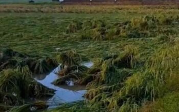 Diterjang Angin Kencang, Ratusan Hektare Sawah di OKU Timur Terancam Gagal Panen