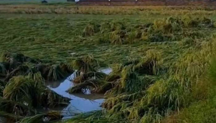 Diterjang Angin Kencang, Ratusan Hektare Sawah di OKU Timur Terancam Gagal Panen