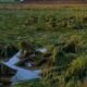 Diterjang Angin Kencang, Ratusan Hektare Sawah di OKU Timur Terancam Gagal Panen