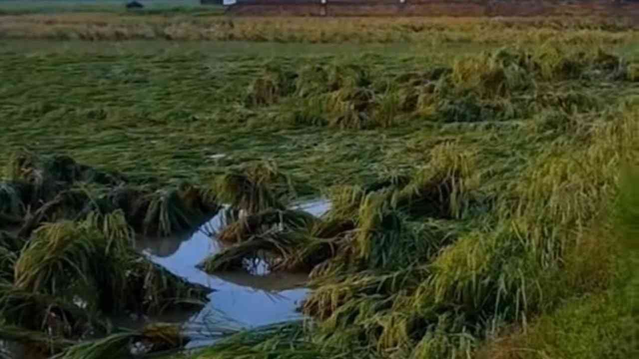 Diterjang Angin Kencang, Ratusan Hektare Sawah di OKU Timur Terancam Gagal Panen