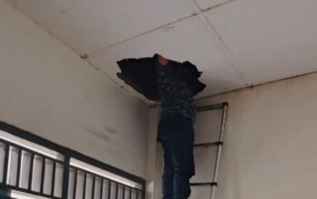 Operasi Tak Lazim Damkar PALI, Evakuasi Kelelawar dari Plafon Ruang Kelas Sekolah