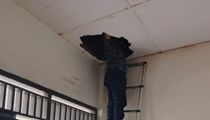 Operasi Tak Lazim Damkar PALI, Evakuasi Kelelawar dari Plafon Ruang Kelas Sekolah