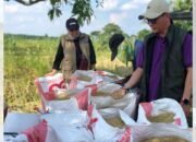Jaminan Harga Stabil, Bulog Sumsel Serap Gabah Petani Hingga Akhir Tahun