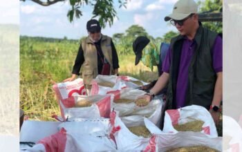 Jaminan Harga Stabil, Bulog Sumsel Serap Gabah Petani Hingga Akhir Tahun