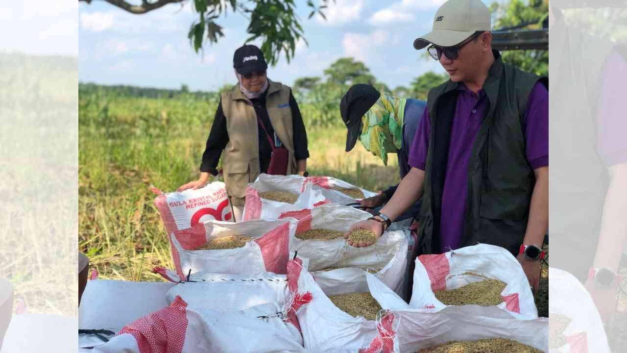 Jaminan Harga Stabil, Bulog Sumsel Serap Gabah Petani Hingga Akhir Tahun