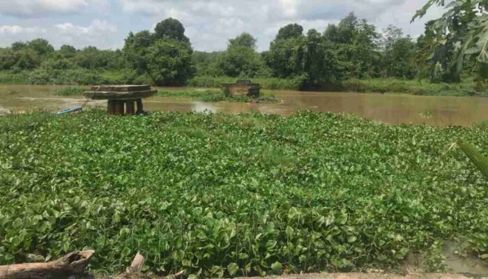 Janji Kosong di Atas Tumpukan Gulma