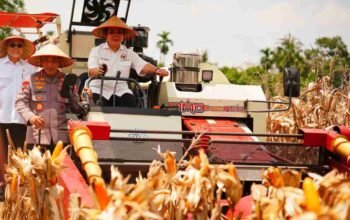 Polri Kawal Swasembada Pangan, Kapolri Listyo Sigit Pastikan Jagung Petani Diserap Bulog