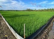 Cahaya dan Hasil, Menjaga Stabilitas Lumbung Pangan Nasional Melalui Energi Berkeadilan