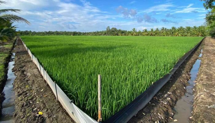 Cahaya dan Hasil, Menjaga Stabilitas Lumbung Pangan Nasional Melalui Energi Berkeadilan