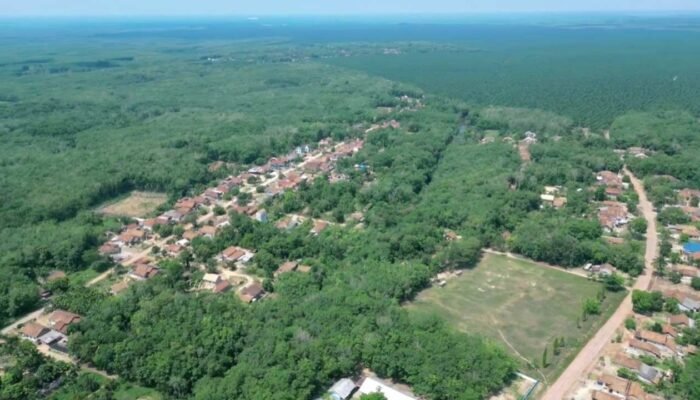 Gerbera di Lumbung Komoditas, Visi SKK Migas Menanam Fondasi Energi Abadi