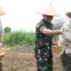 Saat TNI AD Membuka 20 Hektare Sawah Baru di OKI