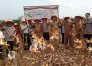 8 Ton Jagung Dipanen dari Areal Tumpang Sari Korporasi, Perkuat Ketahanan Pangan Daerah
