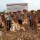 8 Ton Jagung Dipanen dari Areal Tumpang Sari Korporasi, Perkuat Ketahanan Pangan Daerah