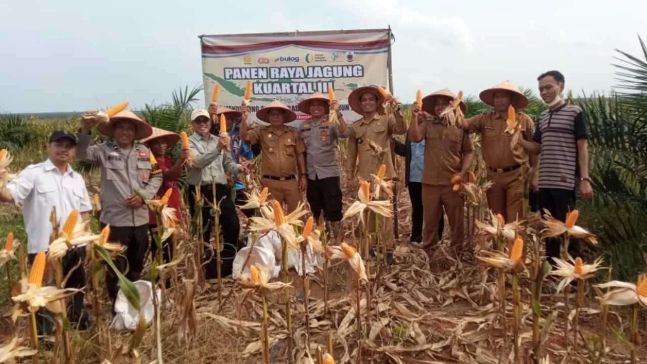8 Ton Jagung Dipanen dari Areal Tumpang Sari Korporasi, Perkuat Ketahanan Pangan Daerah