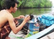 Anugerah Tersembunyi Karbon Biru: Ketika Ikan Tirusan Ratusan Juta Kembali ke Sungsang