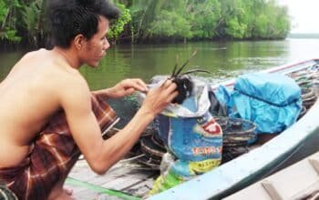 Anugerah Tersembunyi Karbon Biru: Ketika Ikan Tirusan Ratusan Juta Kembali ke Sungsang