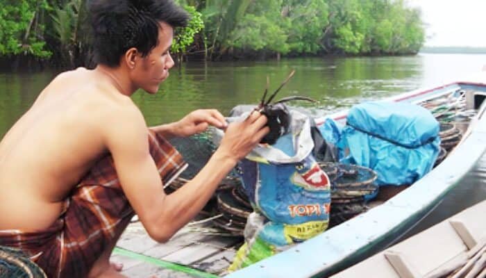 Anugerah Tersembunyi Karbon Biru: Ketika Ikan Tirusan Ratusan Juta Kembali ke Sungsang