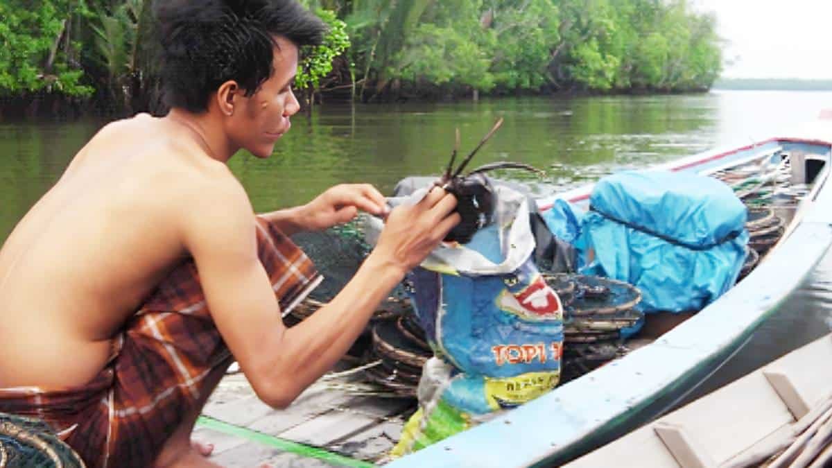 Anugerah Tersembunyi Karbon Biru: Ketika Ikan Tirusan Ratusan Juta Kembali ke Sungsang