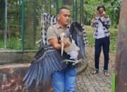 BKSDA Evakuasi Enam Satwa Langka dari Agrowisata Lubuklinggau karena Belum Berizin