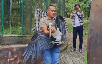 BKSDA Evakuasi Enam Satwa Langka dari Agrowisata Lubuklinggau karena Belum Berizin