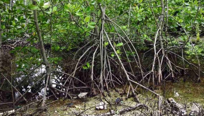 Mangrove: Gudang Karbon Biru Tersembunyi