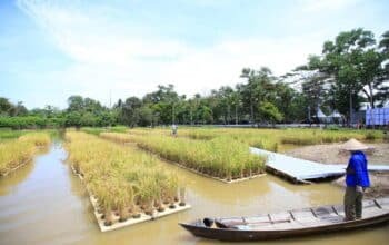 Padi Apung Jadi Solusi Pertanian Lahan Rawa di Sumatera Selatan