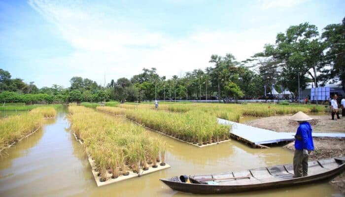Padi Apung Jadi Solusi Pertanian Lahan Rawa di Sumatera Selatan