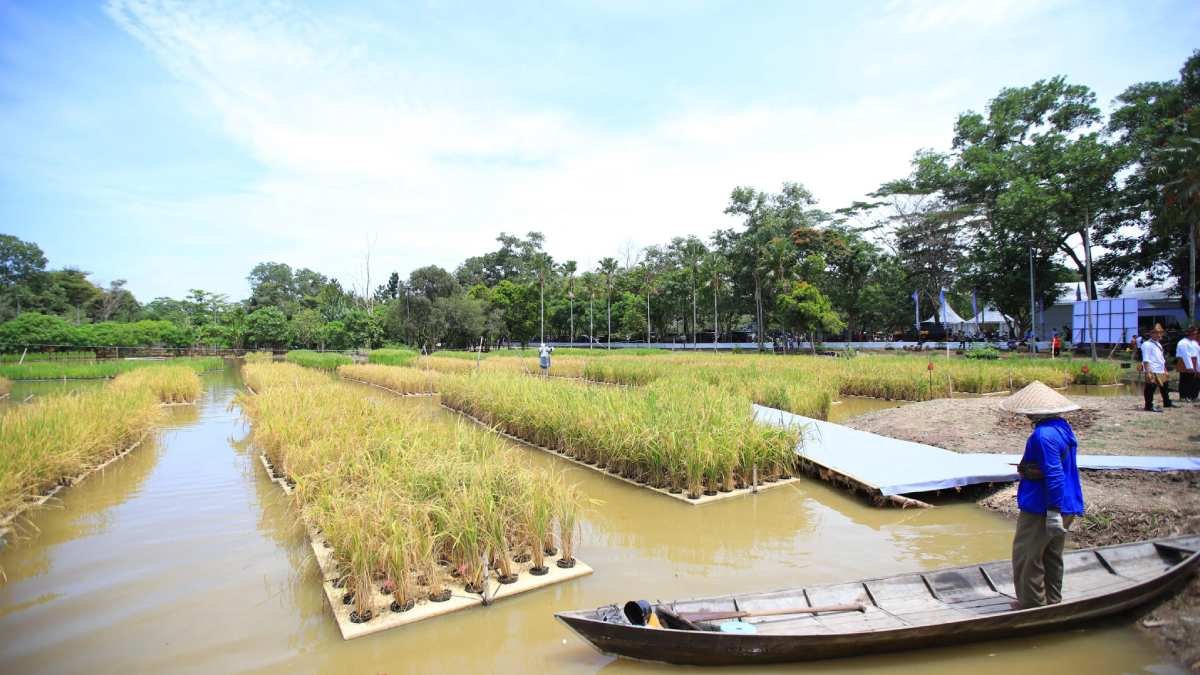 Padi Apung Jadi Solusi Pertanian Lahan Rawa di Sumatera Selatan