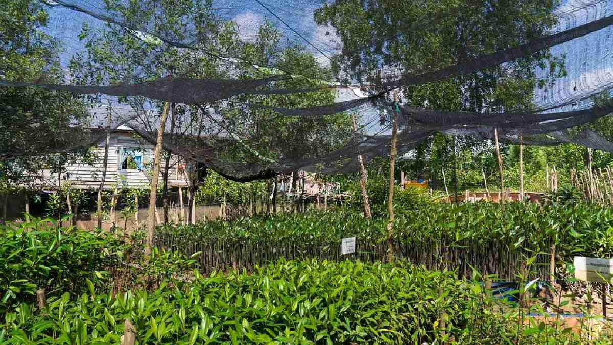 Sungsang Mangrove Restoration and Ecotourism (SMART)