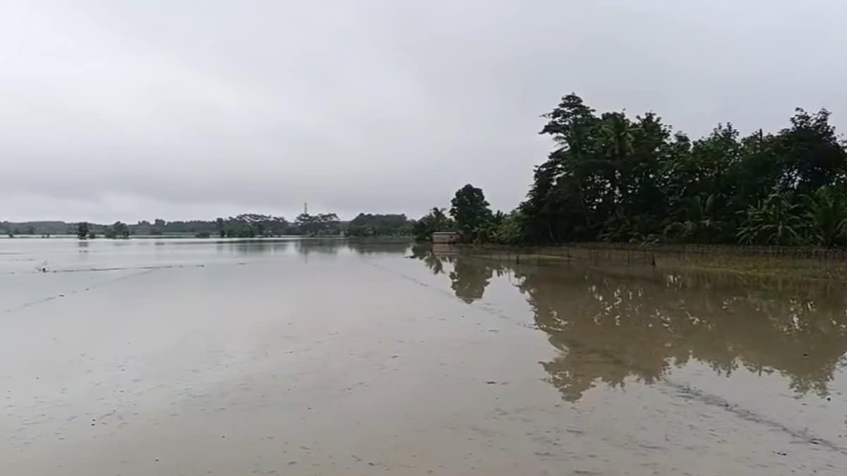 Curah Hujan Tinggi, 1.321 Hektare Sawah di OKI Terancam Gagal Tanam