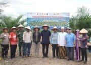 Petani Sawit OKI Optimalkan Lahan Peremajaan untuk Budidaya Padi Gogo